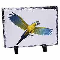 In-Flight Flying Parrot, Stunning Photo Slate