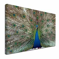 Rainbow Feathers Peacock Canvas X-Large 30"x20" Wall Art Print