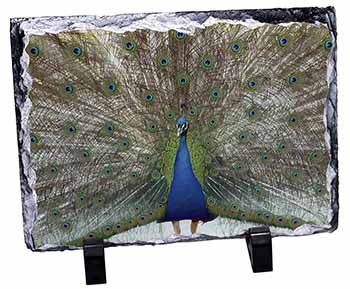 Rainbow Feathers Peacock, Stunning Photo Slate