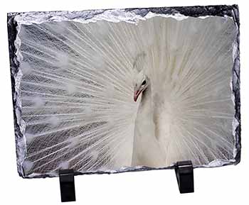 White Feathers Peacock, Stunning Photo Slate