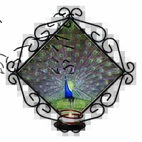 Colourful Peacock Wrought Iron Wall Art Candle Holder
