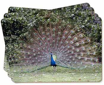 Colourful Peacock Picture Placemats in Gift Box