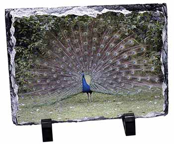 Colourful Peacock, Stunning Photo Slate
