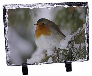 Robin Red Breast in Snow Tree, Stunning Photo Slate