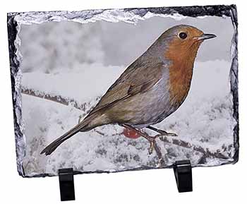 Winter Robin on Snow Branch, Stunning Photo Slate