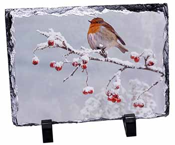 Robin on Snow Berries Branch, Stunning Photo Slate