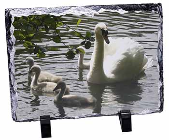 Swans and Baby Cygnets, Stunning Photo Slate