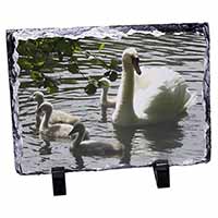 Swans and Baby Cygnets, Stunning Photo Slate