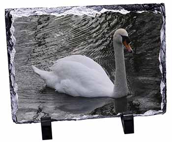 Beautiful Swan, Stunning Photo Slate