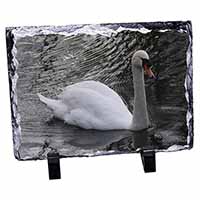 Beautiful Swan, Stunning Photo Slate