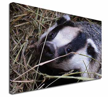 Badger in Straw Canvas X-Large 30"x20" Wall Art Print