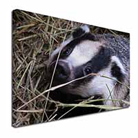 Badger in Straw Canvas X-Large 30"x20" Wall Art Print