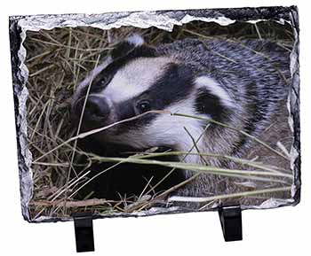 Badger in Straw, Stunning Photo Slate