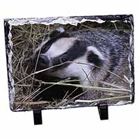 Badger in Straw, Stunning Photo Slate