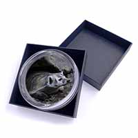 Badger on Watch Glass Paperweight in Gift Box