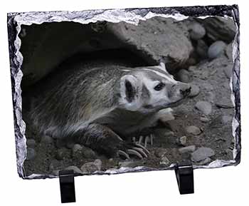 Badger on Watch, Stunning Photo Slate