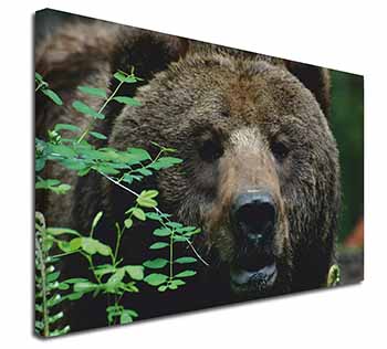 Beautiful Brown Bear Canvas X-Large 30"x20" Wall Art Print