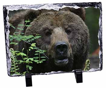 Beautiful Brown Bear, Stunning Photo Slate