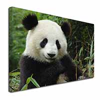 Beautiful Panda Bear Canvas X-Large 30"x20" Wall Art Print