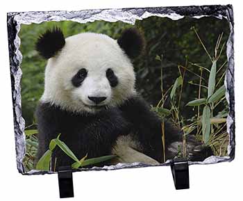 Beautiful Panda Bear, Stunning Photo Slate