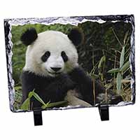 Beautiful Panda Bear, Stunning Photo Slate