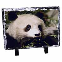 Panda Bear, Stunning Animal Photo Slate