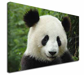 Face of a Giant Panda Bear Canvas X-Large 30"x20" Wall Art Print