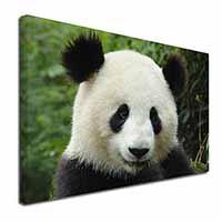 Face of a Giant Panda Bear Canvas X-Large 30"x20" Wall Art Print