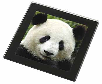 Face of a Giant Panda Bear Black Rim High Quality Glass Coaster