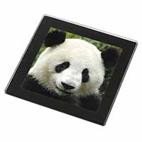 Face of a Giant Panda Bear Black Rim High Quality Glass Coaster