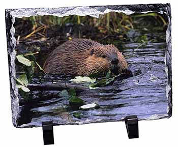 River Beaver, Stunning Photo Slate