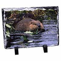 River Beaver, Stunning Photo Slate