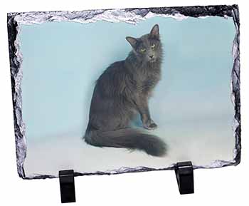 Silver Grey Javanese Cat, Stunning Photo Slate