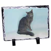 Silver Grey Javanese Cat, Stunning Photo Slate