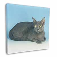 Silver Grey Thai Korat Cat Square Canvas 12"x12" Wall Art Picture Print