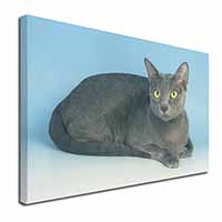 Silver Grey Thai Korat Cat Canvas X-Large 30"x20" Wall Art Print