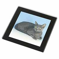 Silver Grey Thai Korat Cat Black Rim High Quality Glass Coaster