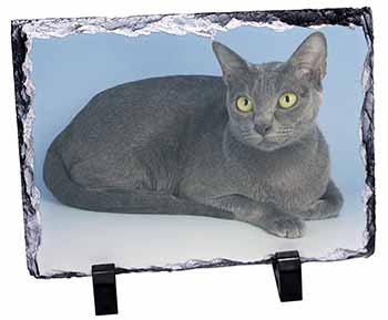 Silver Grey Thai Korat Cat, Stunning Photo Slate