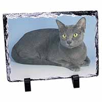 Silver Grey Thai Korat Cat, Stunning Photo Slate