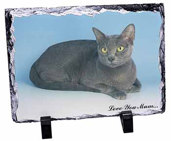 Thai Korat Cat 