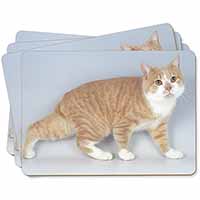 Ginger+White Manx Cat Picture Placemats in Gift Box
