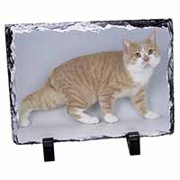 Ginger+White Manx Cat, Stunning Photo Slate