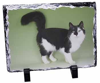 Black+White Norwegian Forest Cat, Stunning Photo Slate