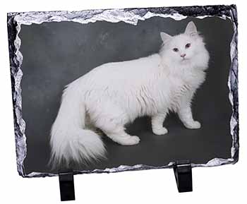 White Norwegian Forest Cat, Stunning Photo Slate