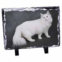 White Norwegian Forest Cat, Stunning Photo Slate