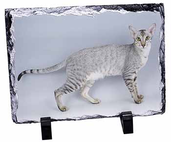 Oriental Black+Silver Cat, Stunning Photo Slate