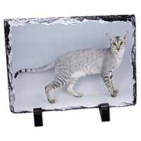 Oriental Black+Silver Cat, Stunning Photo Slate