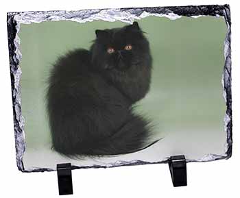 Black Persian Cat, Stunning Photo Slate