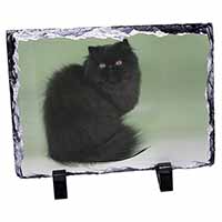 Black Persian Cat, Stunning Animal Photo Slate