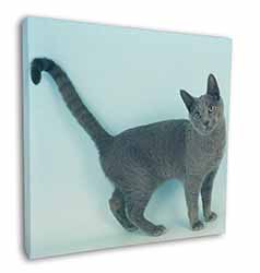 Russian Blue Cat Square Canvas 12"x12" Wall Art Picture Print